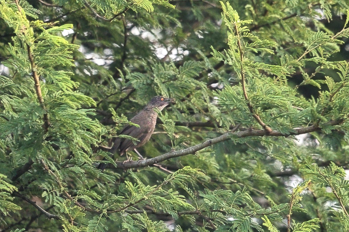 Scaly Babbler - ML638545444