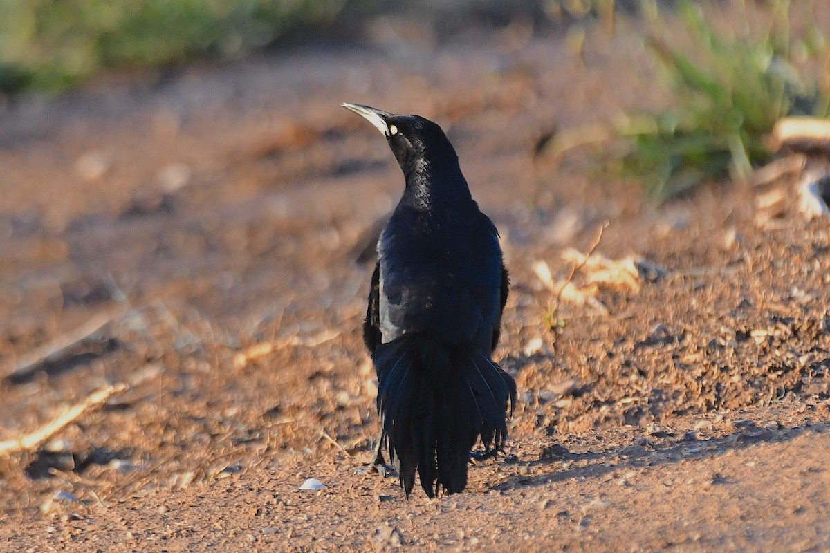 Great-tailed Grackle - ML638545449