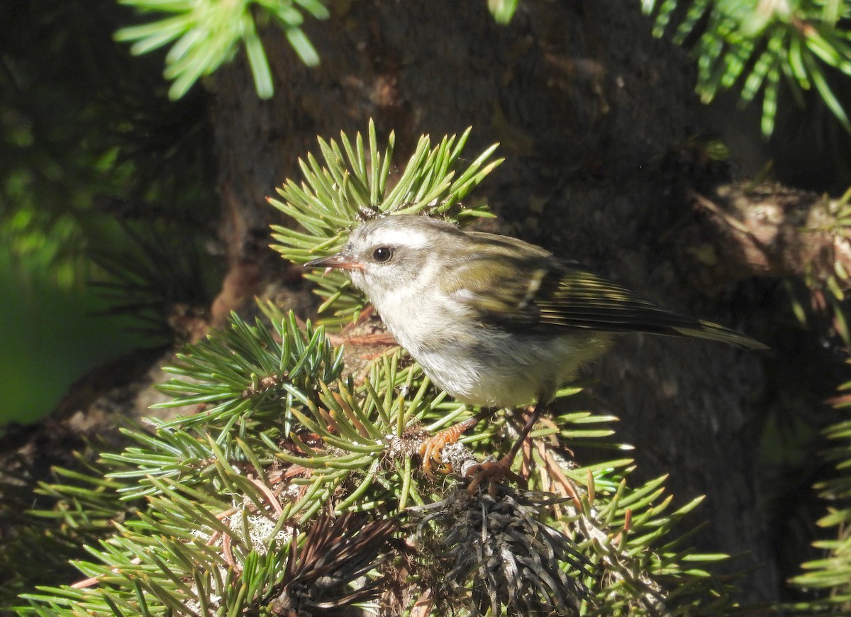 Golden-crowned Kinglet - ML638545459