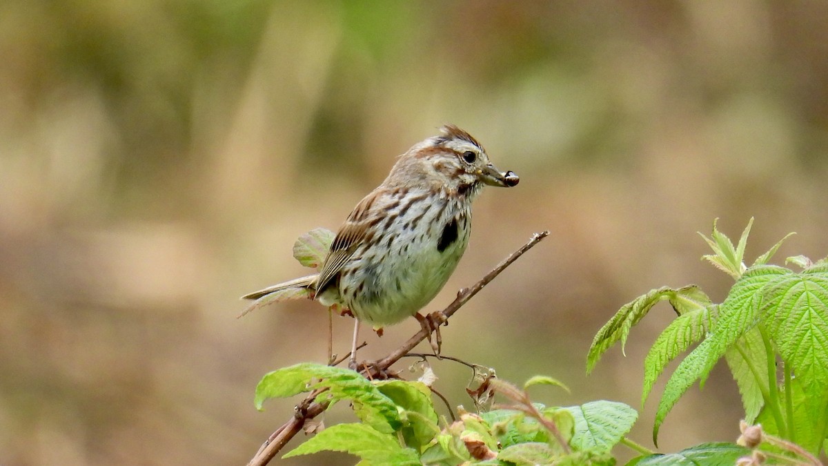 Song Sparrow - ML638545460