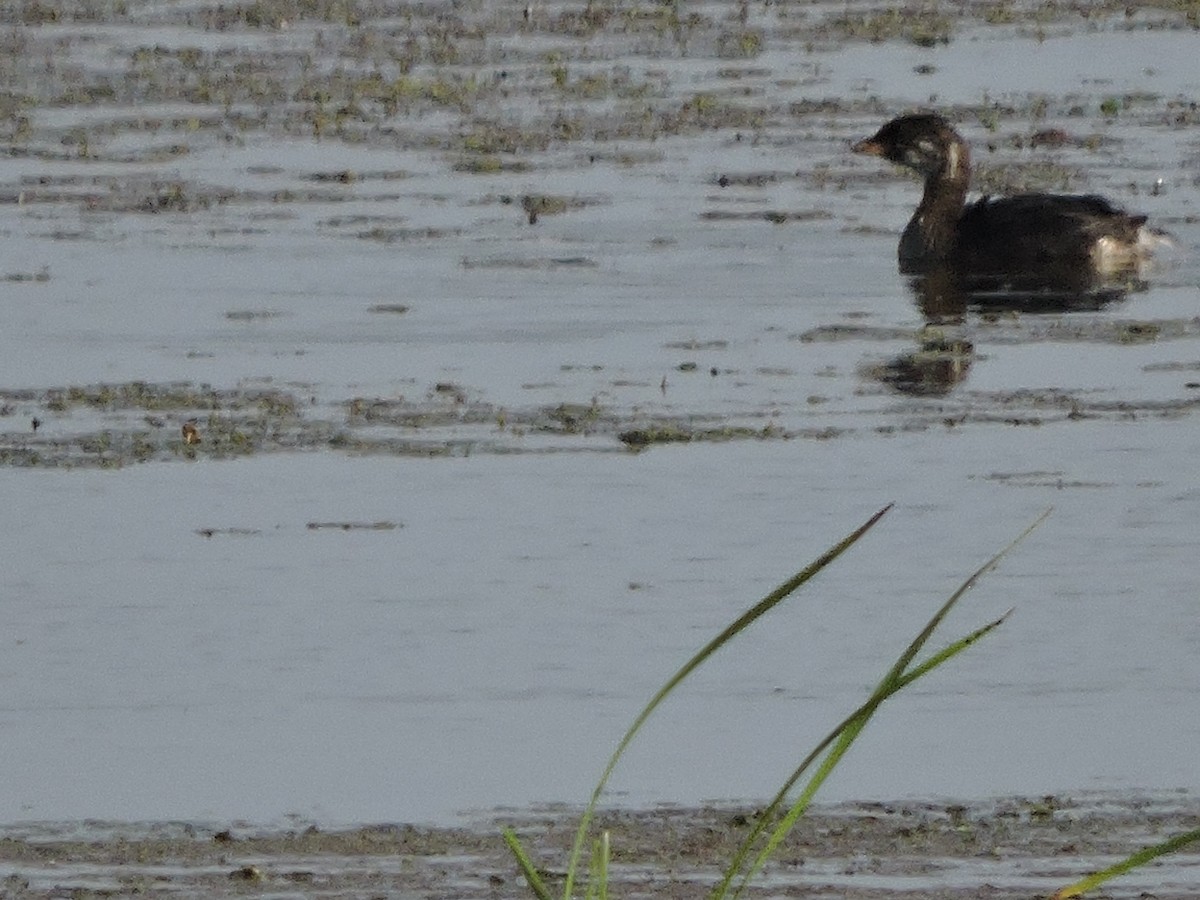 Pied-billed Grebe - ML638545464