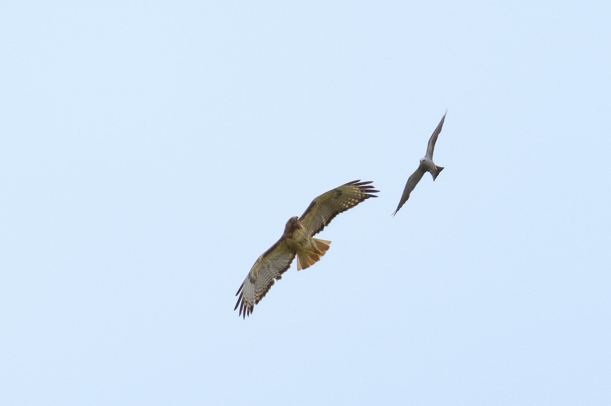 Mississippi Kite - ML638545467