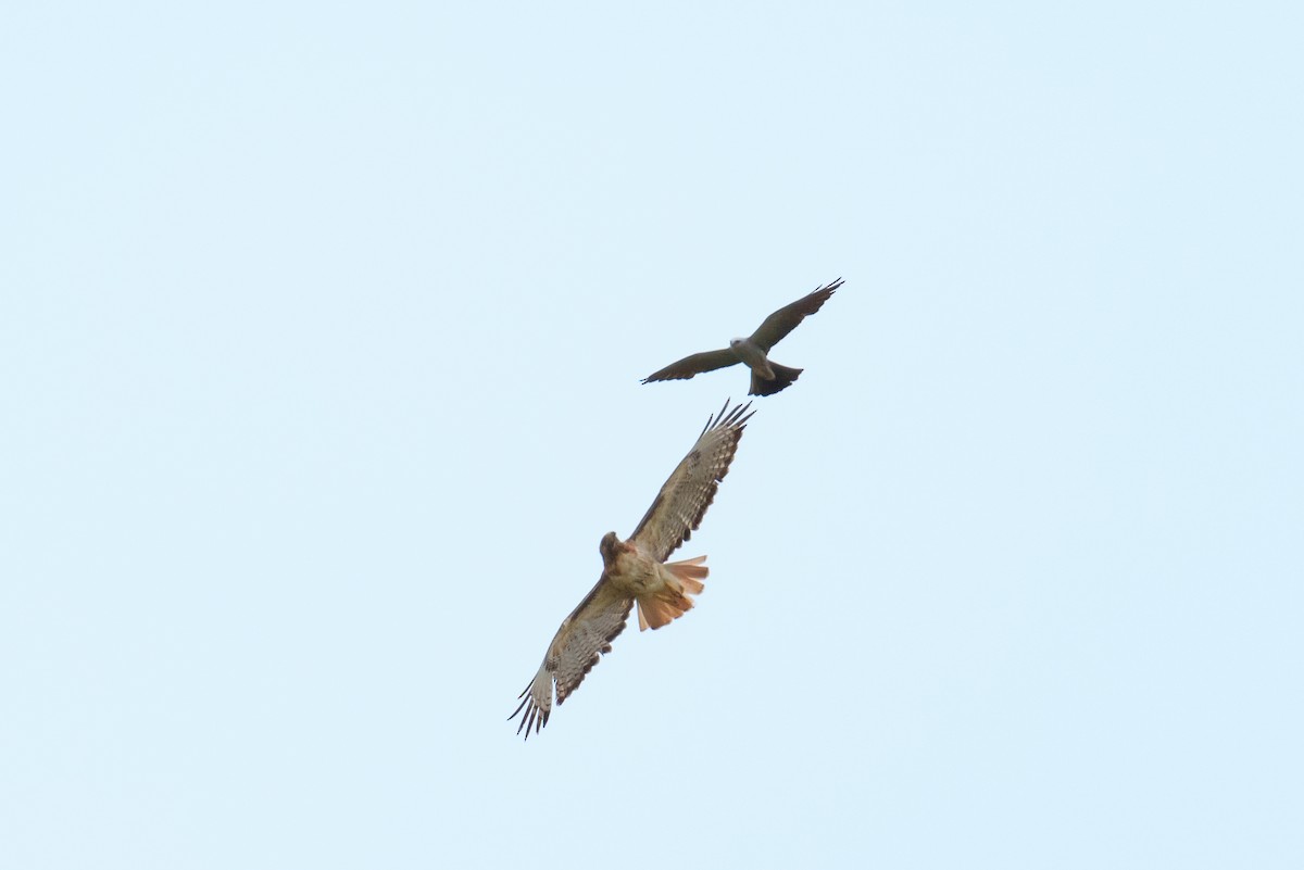 Mississippi Kite - ML638545468