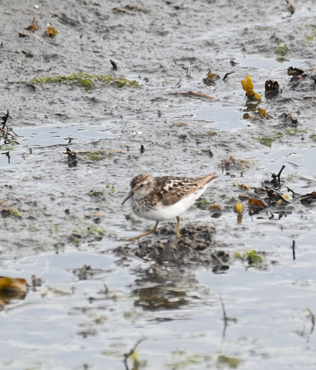 Least Sandpiper - ML638545501