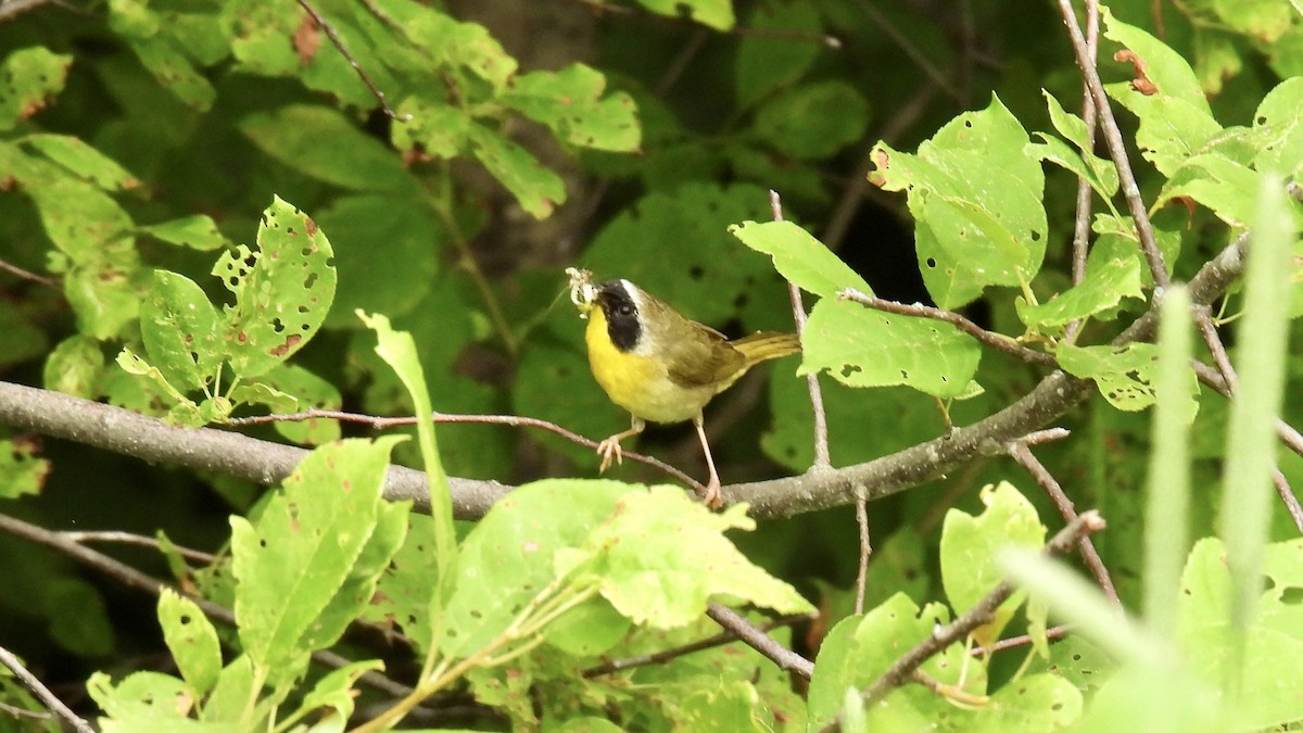 Common Yellowthroat - ML638545502