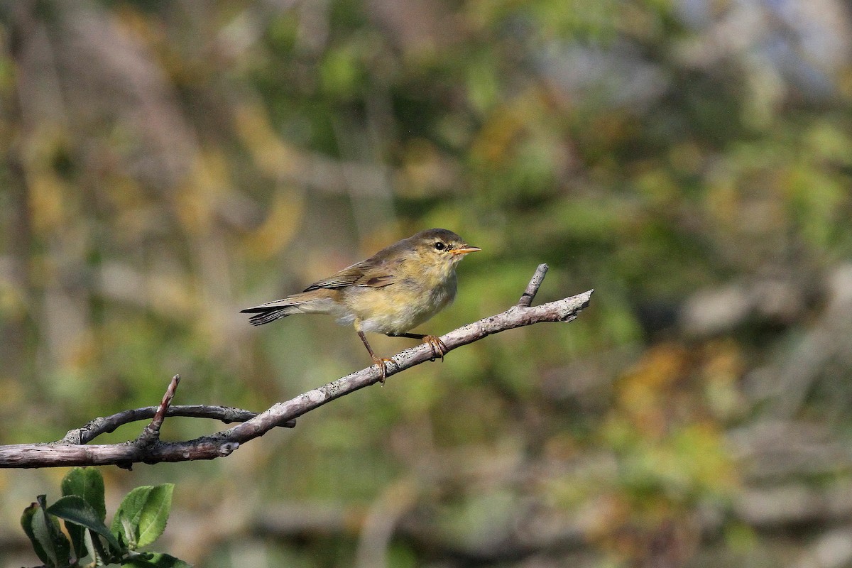 Willow Warbler - ML638545509