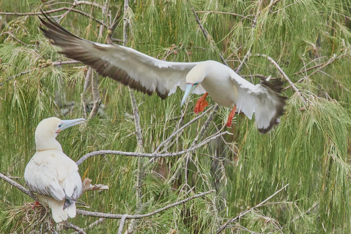 Red-footed Booby - ML638545511