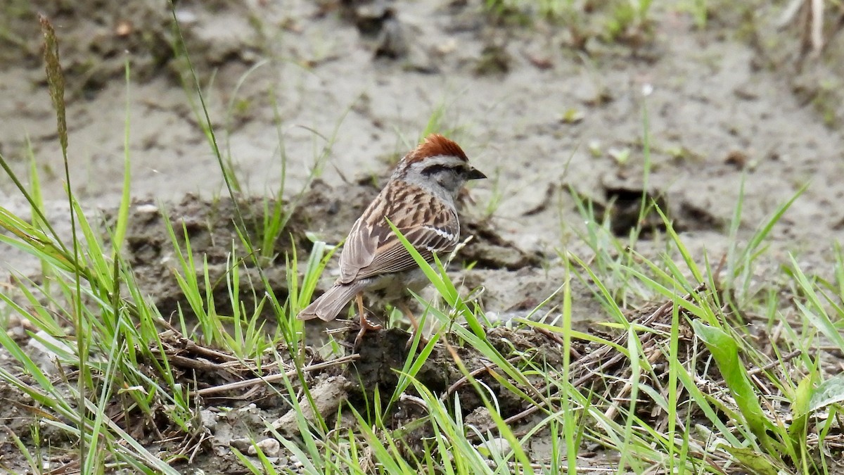 Chipping Sparrow - ML638545537