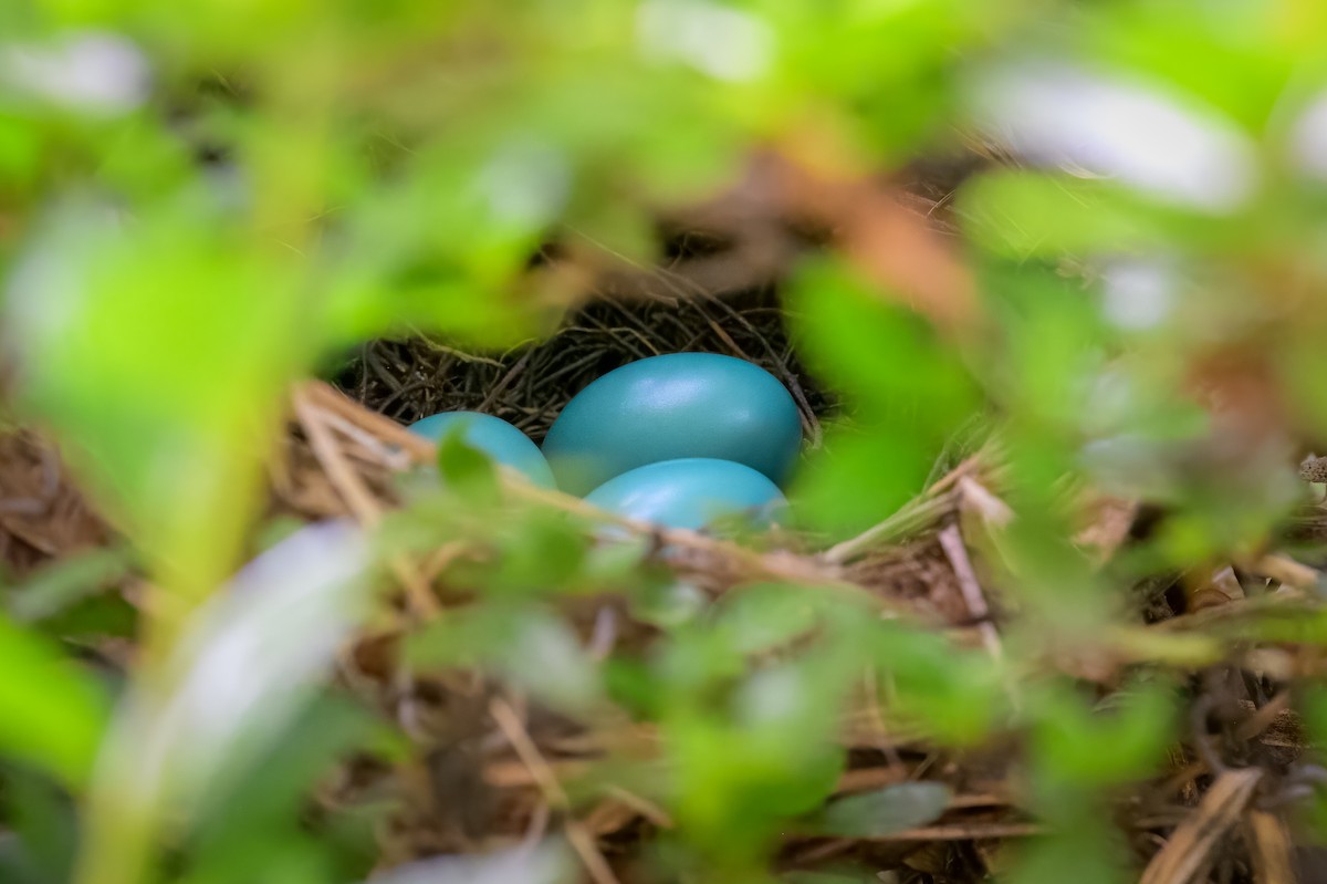 Gray Catbird - ML638545543