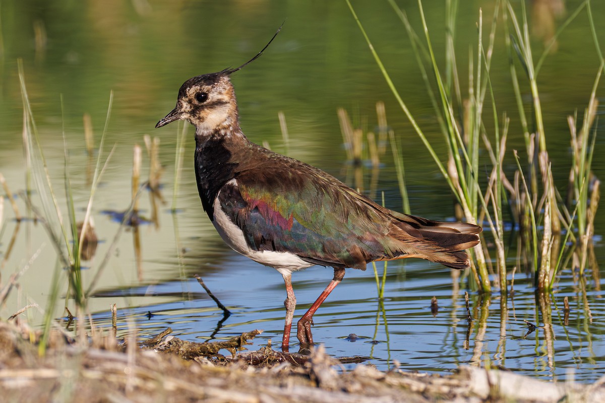 Northern Lapwing - ML638545562