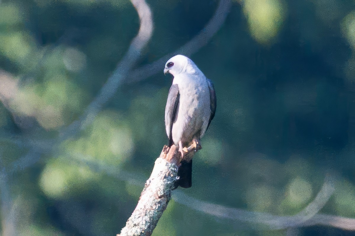 Mississippi Kite - ML638545565