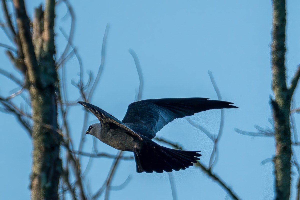 Mississippi Kite - ML638545566