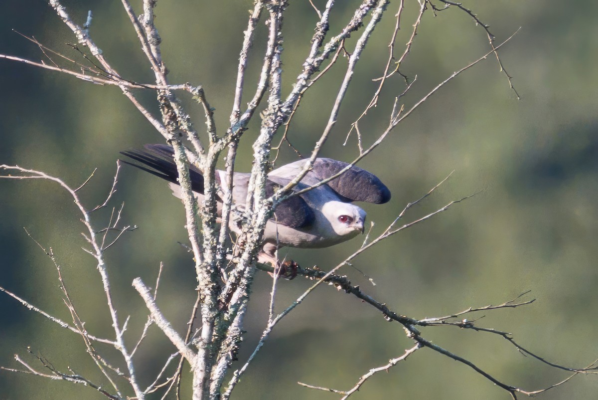 Mississippi Kite - ML638545588