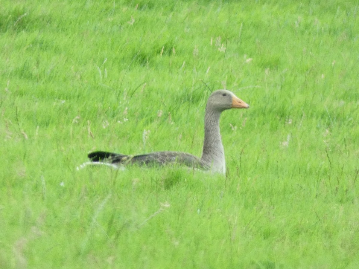 Graylag Goose - ML638545590