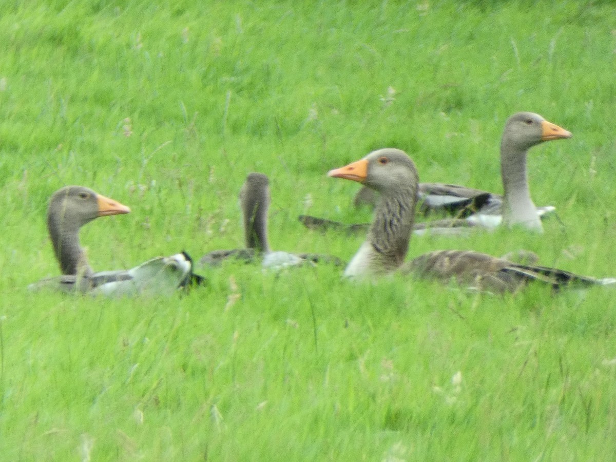 Graylag Goose - ML638545591
