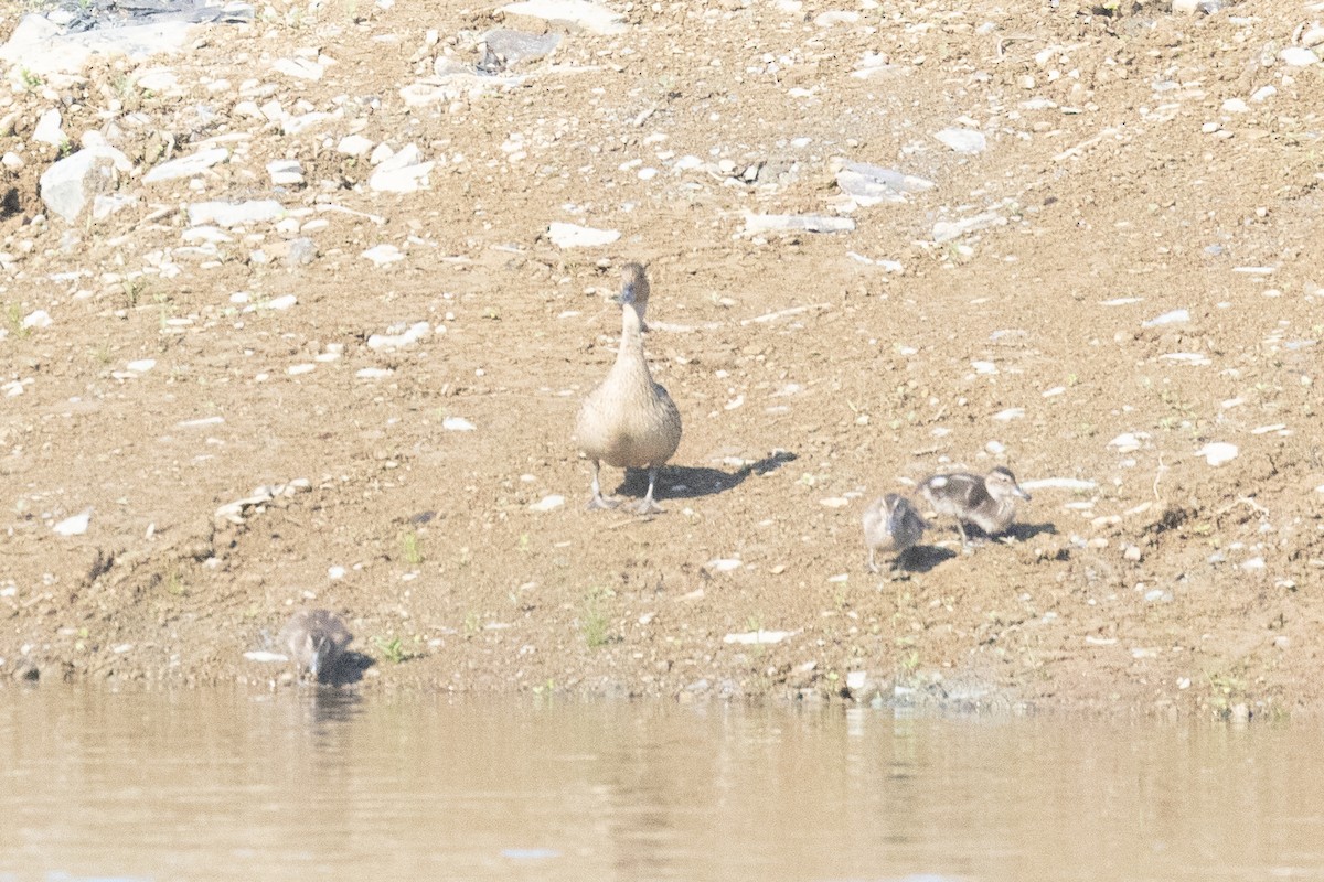 Northern Pintail - ML638545597