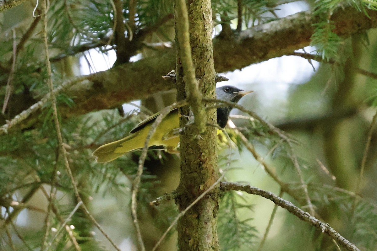 Mourning Warbler - ML638545602