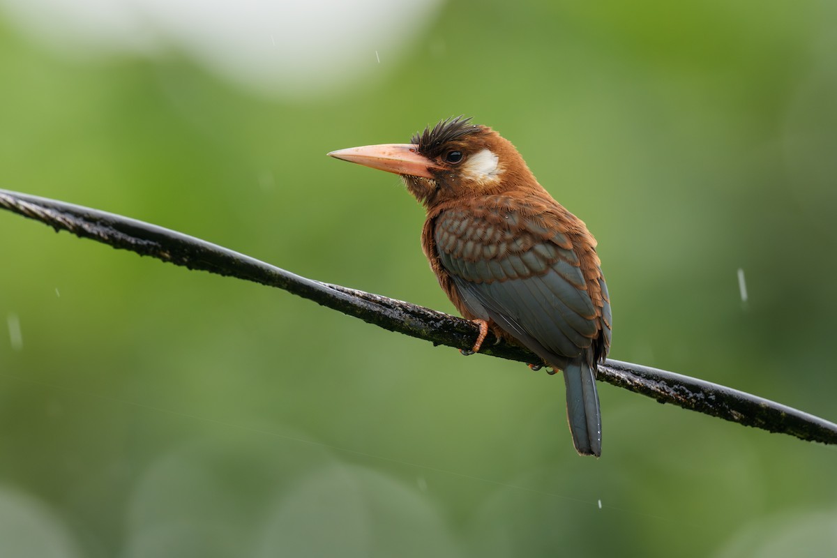 White-eared Jacamar - ML638545604