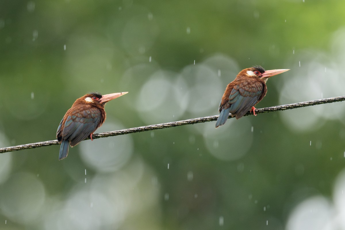 White-eared Jacamar - ML638545605