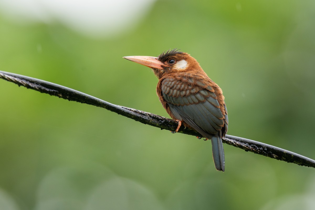 White-eared Jacamar - ML638545606
