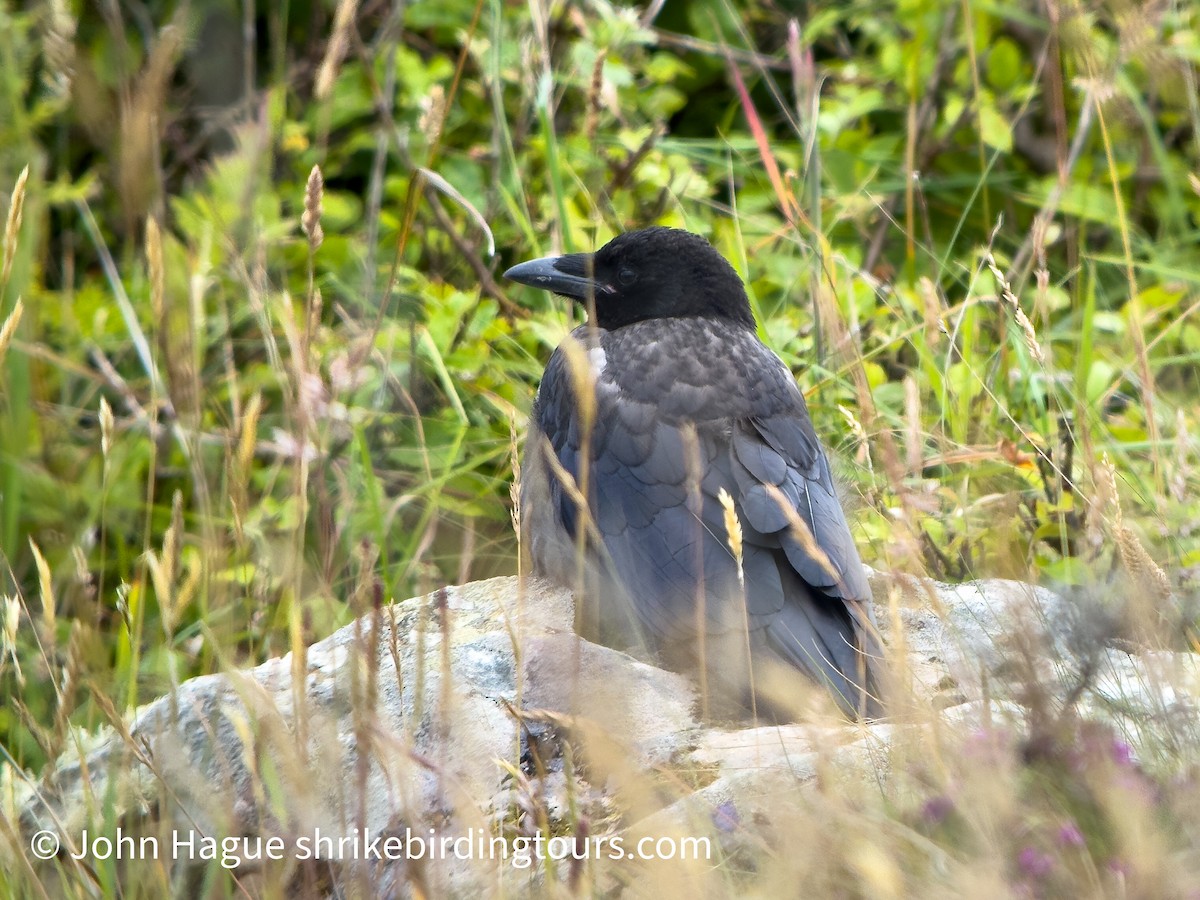 Carrion x Hooded Crow (hybrid) - ML638545623