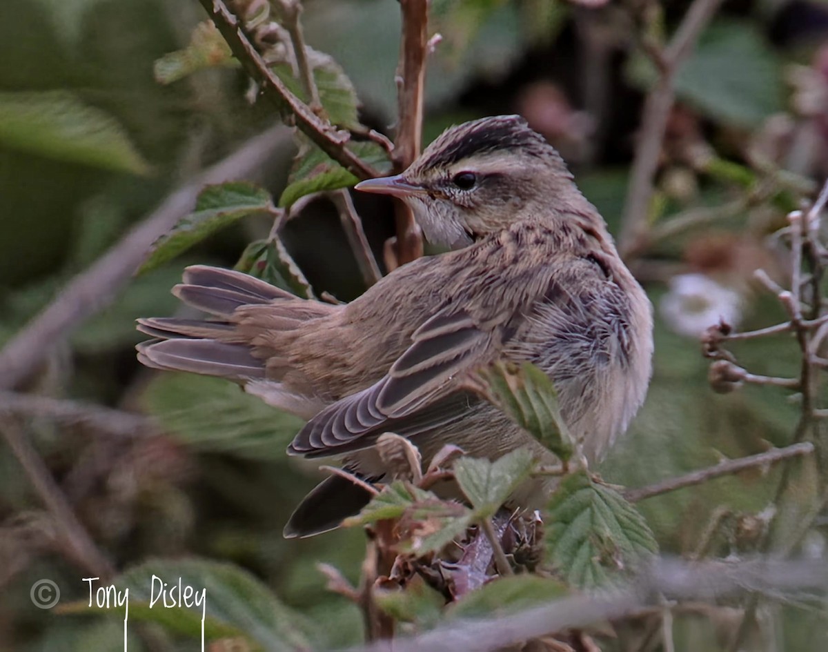 Sedge Warbler - ML638545628