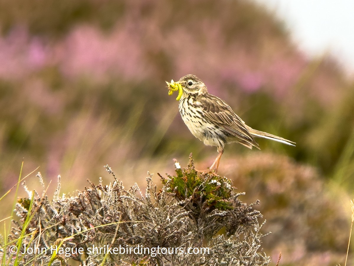 Meadow Pipit - ML638545640