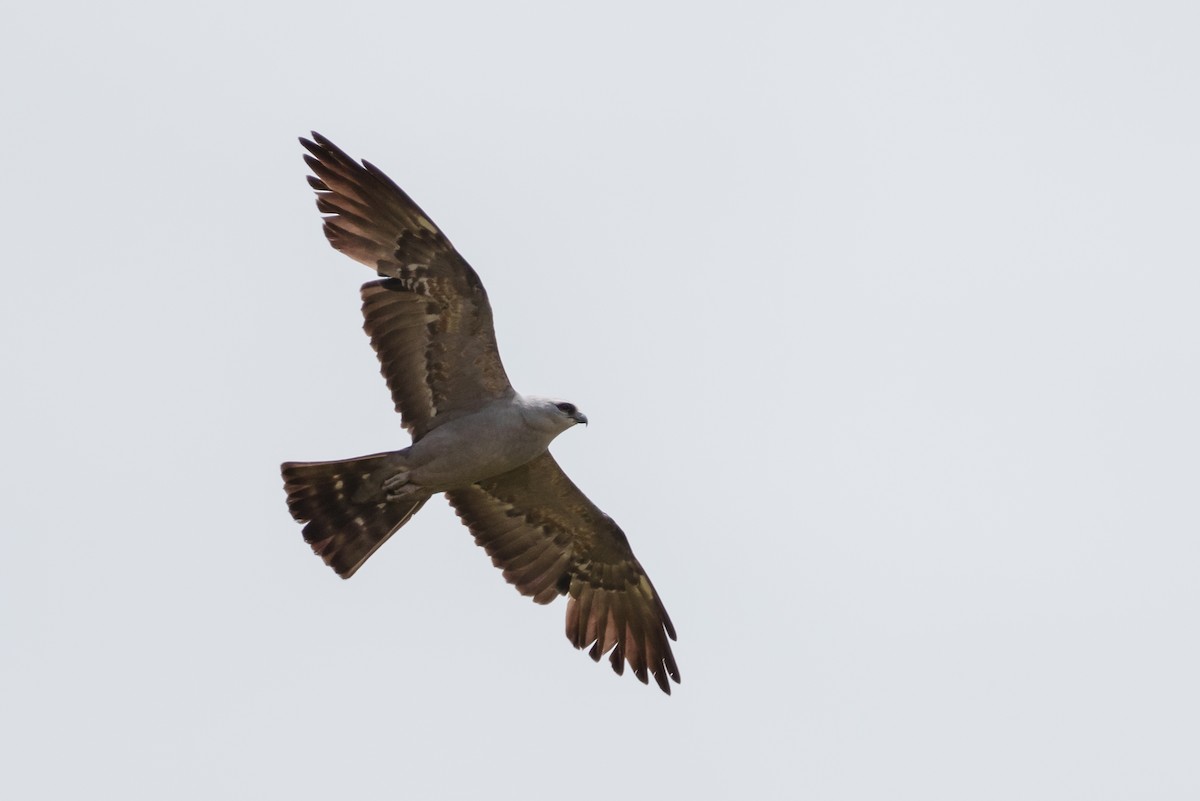 Mississippi Kite - ML638545645