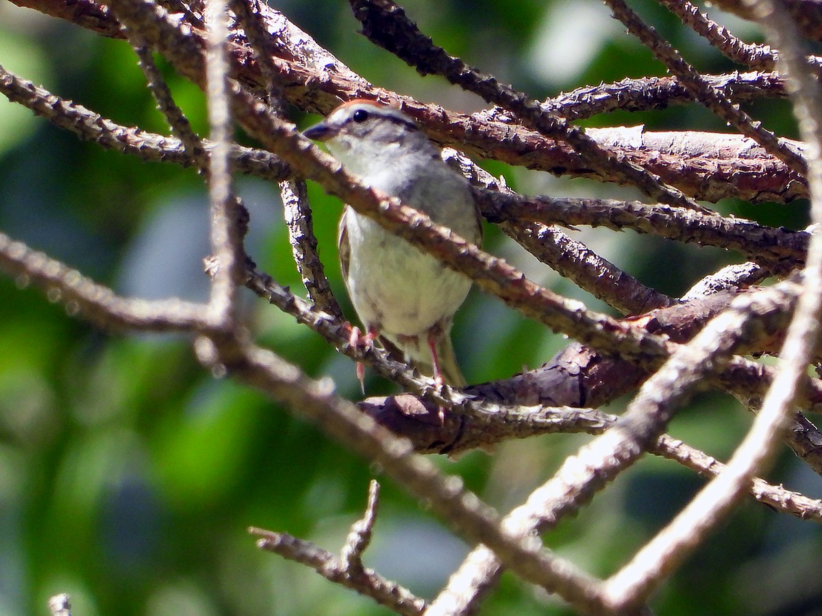 Chipping Sparrow - ML638545654