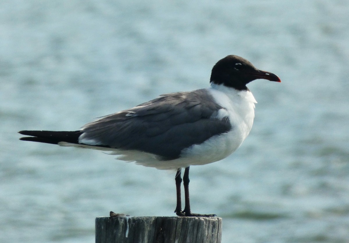 Laughing Gull - ML638545660