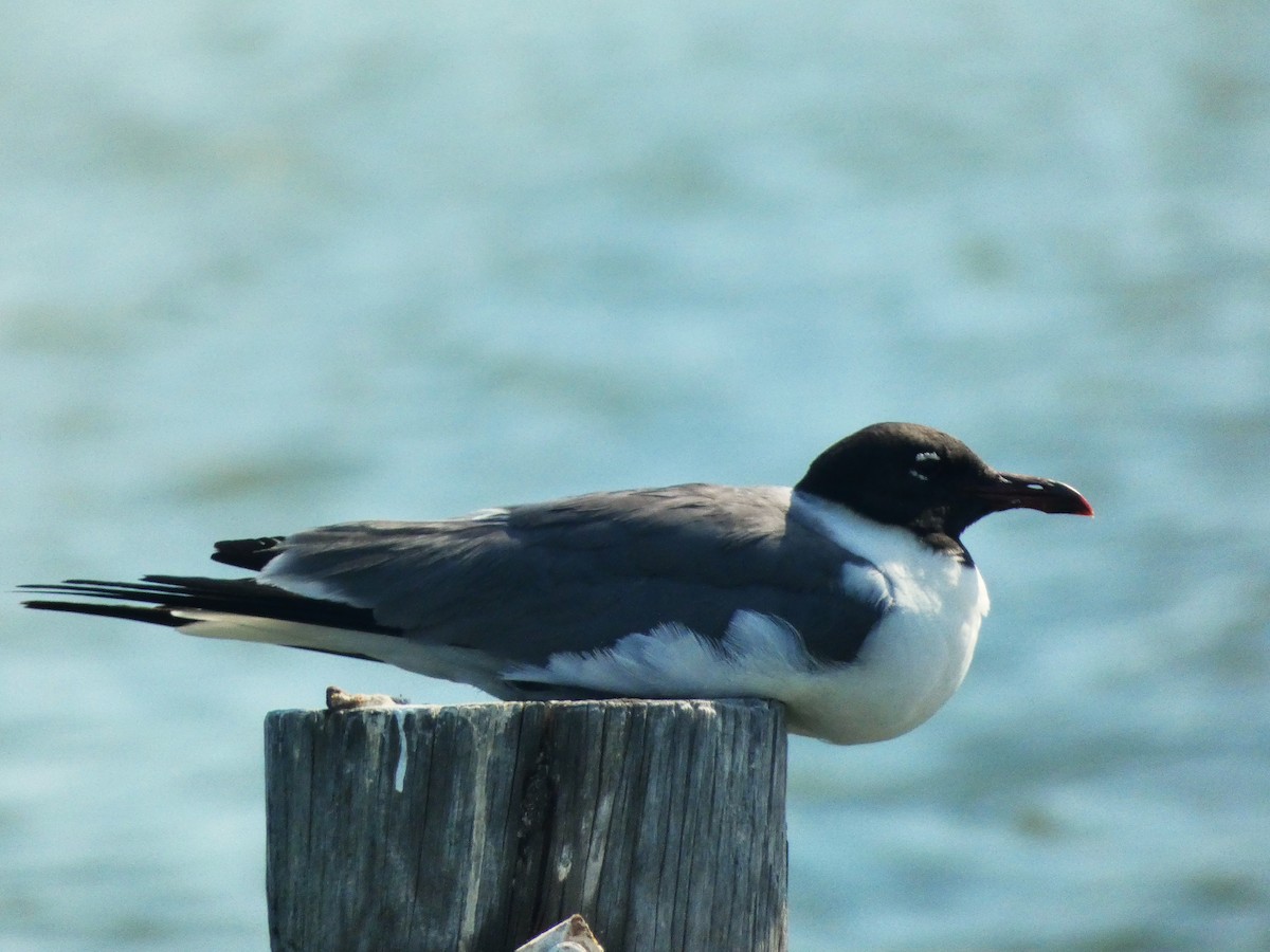 Laughing Gull - ML638545661