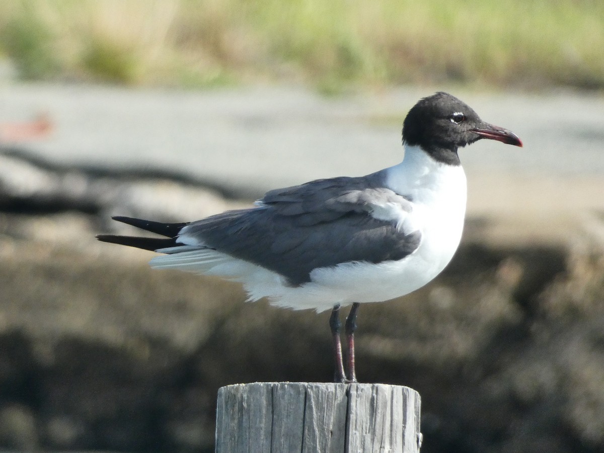 Laughing Gull - ML638545662