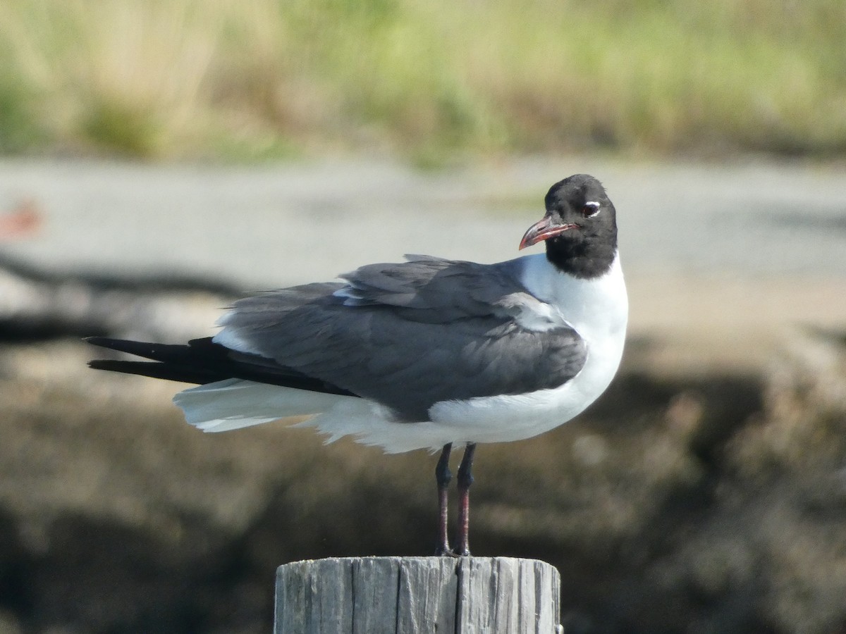 Laughing Gull - ML638545663