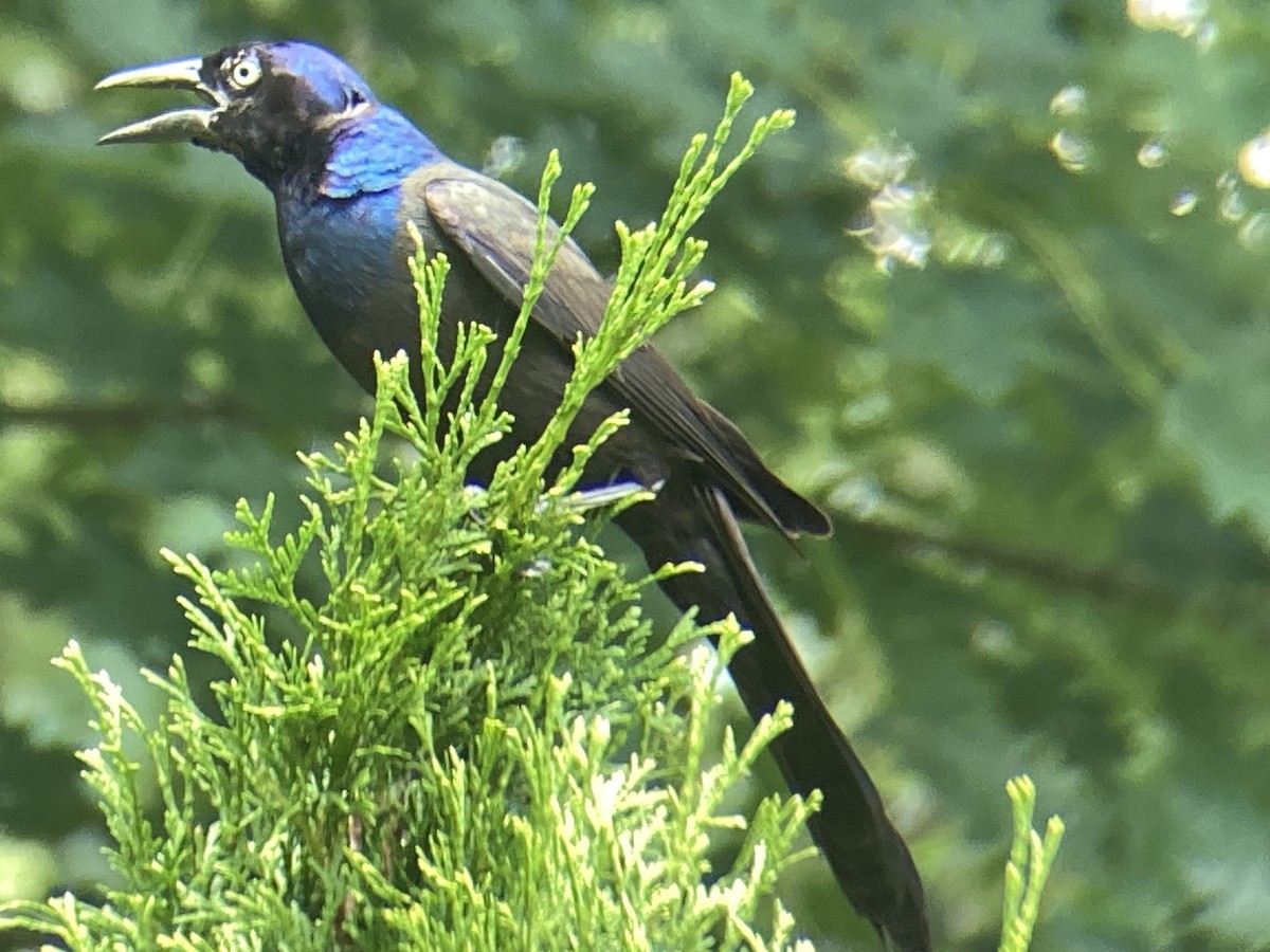 Common Grackle - ML638545667