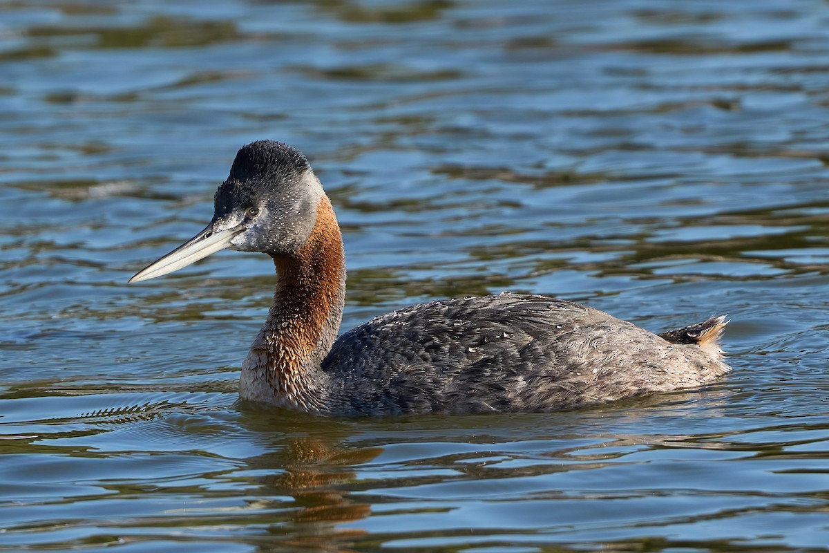 Great Grebe - ML638545677