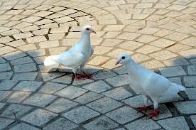 Stock Dove - ML638545679