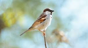 House Sparrow - ML638545742