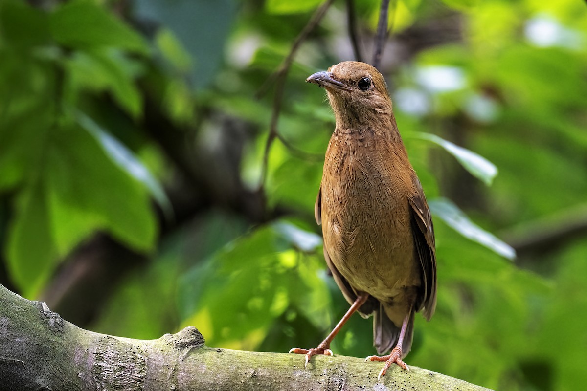 Blue-naped Pitta - Parthasarathi Chakrabarti