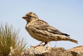 Rock Sparrow - ML638545754