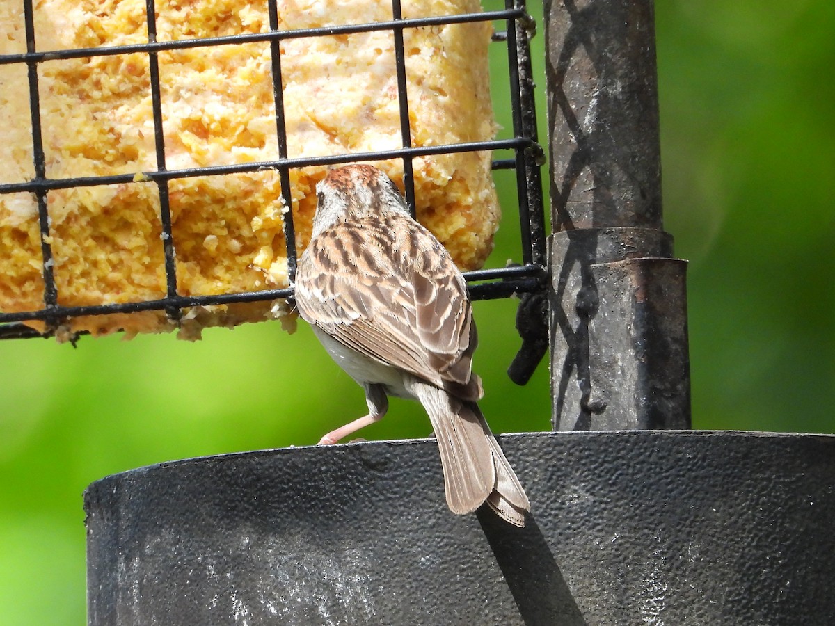 Chipping Sparrow - ML638545770