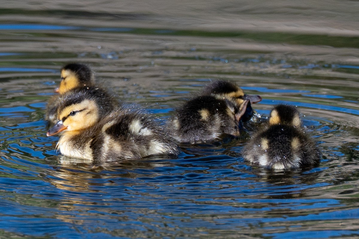Mallard - ML638545794