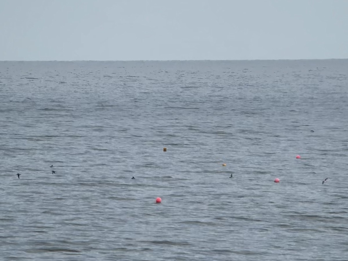 Manx Shearwater - ML638545814