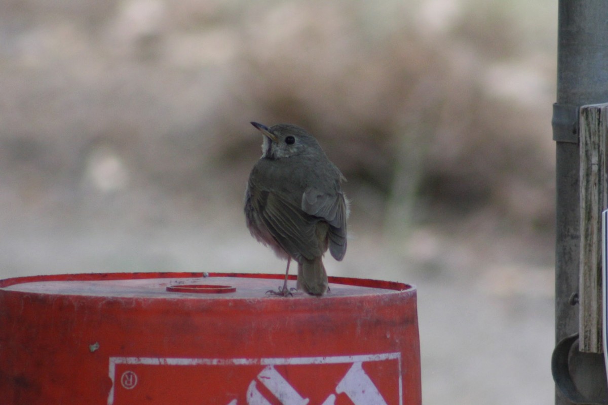 Hermit Thrush - ML638545826