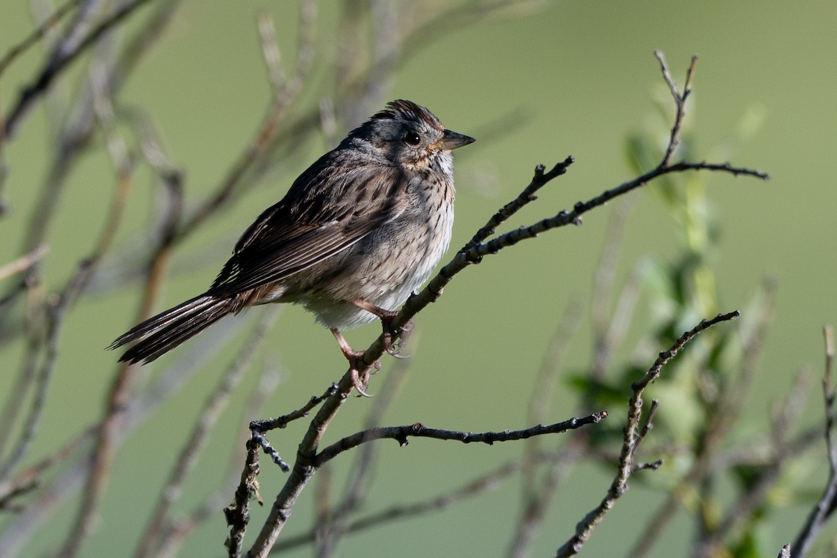 Lincoln's Sparrow - ML638545837