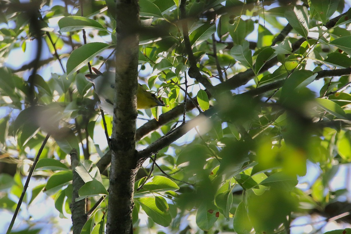 Yellow-throated Vireo - ML638545847