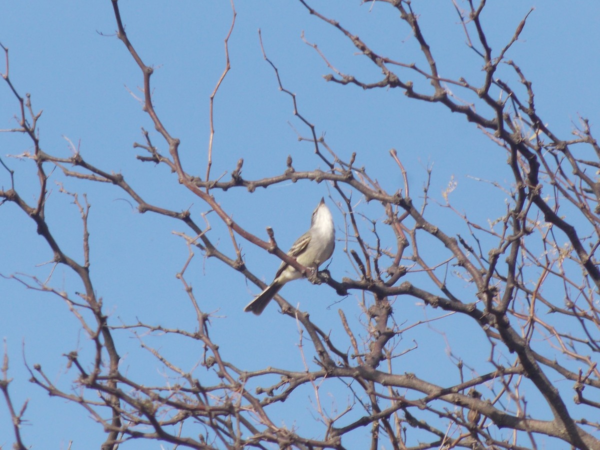 Suiriri Flycatcher - ML638545849