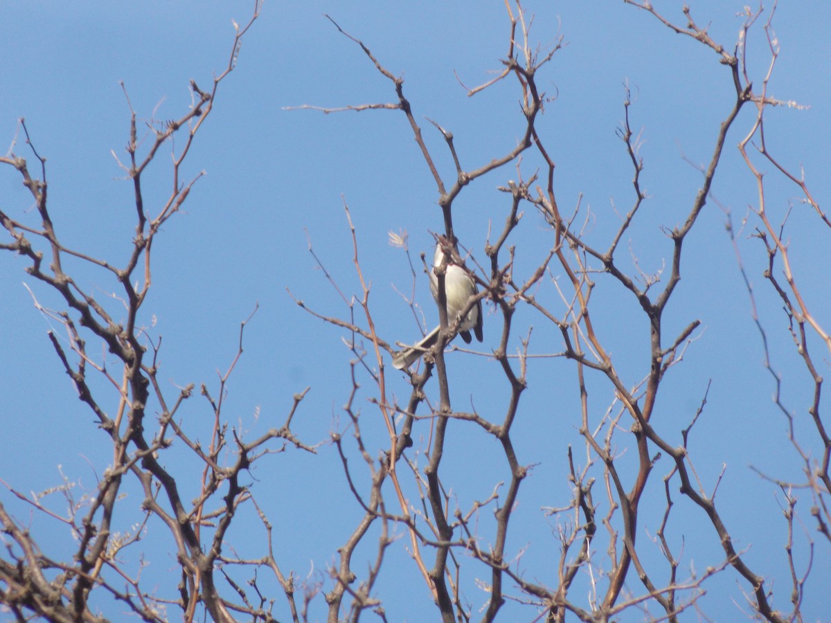 Suiriri Flycatcher - ML638545850