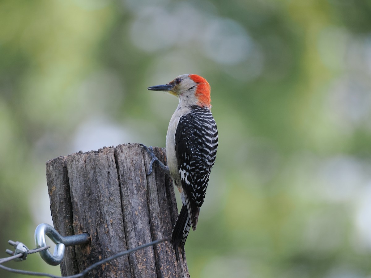Red-bellied Woodpecker - ML638545859