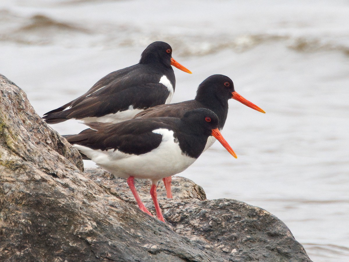 Eurasian Oystercatcher - ML638545860