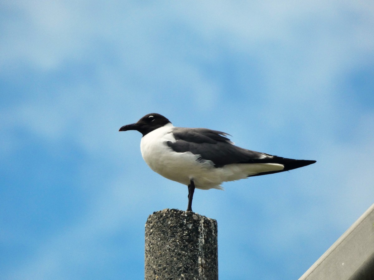 Laughing Gull - ML638545863